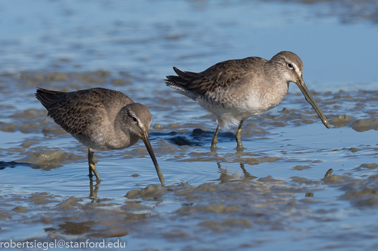 baylands